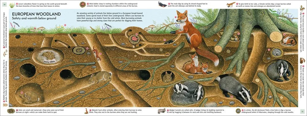 Life Underground: Tunnel into a World of Wildlife